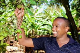 A slightly different macadamia farm