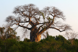5 bienfaits du Baobab: un superaliment pour booster sa santé