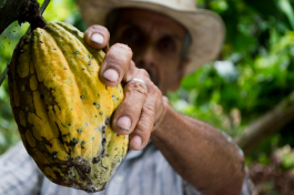 Superaliment: le cacao