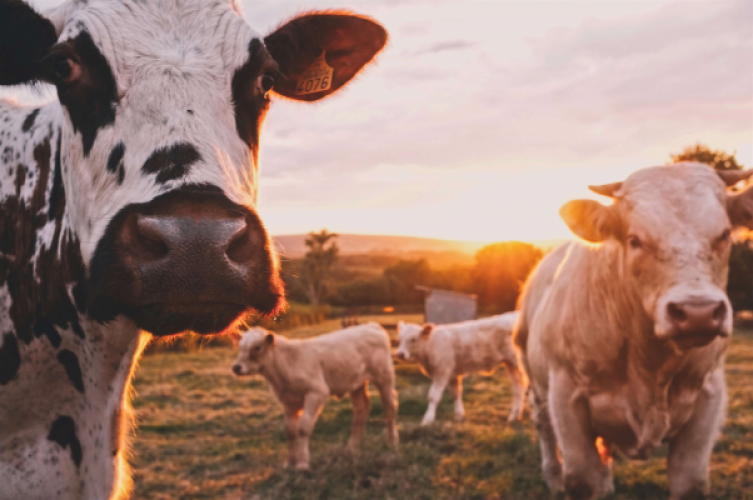 Veganisme vanuit een ethisch perspectief